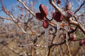 سرمازدگی باغات پسته